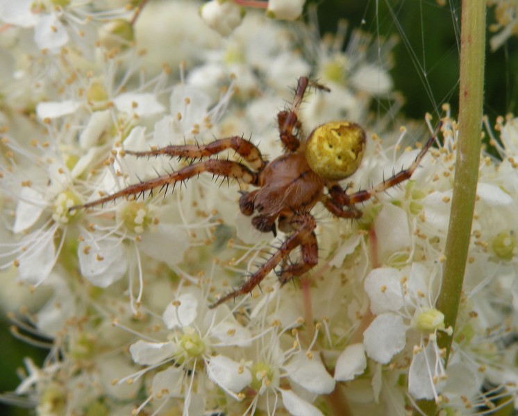 Araneus quadratus